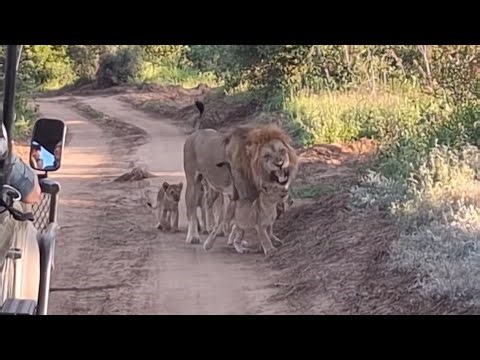 angry lion father reject his 6 lion cubs exciting to see him video