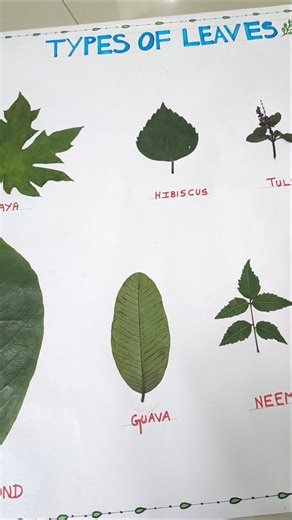Different types of leaves |Different types of leaves science project |Types of leaves #leaf #viral