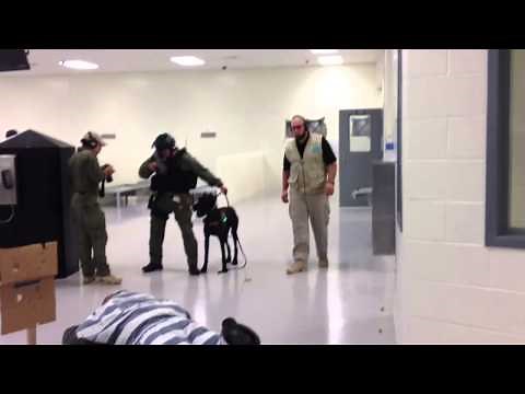 Giant Schnauzer Drilling for Riot Control Prison Work