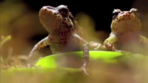Watch this recently-discovered rainfrog transform its skin from smooth to spiky. | CBC News