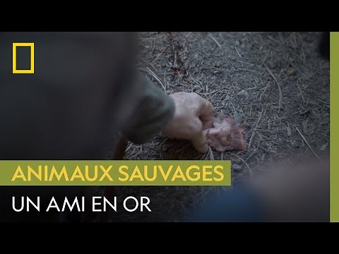 Un homme raconte comment il a secouru son ami après une terrible attaque de grizzly