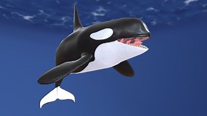 Orca - Killer whale - Animation - 3D model by ikonane