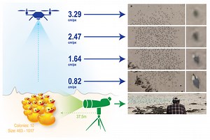 Counting Wildlife with Drones