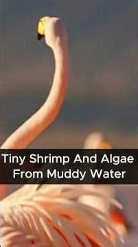 Flamingo Facts – Why This Bird Turns Pink