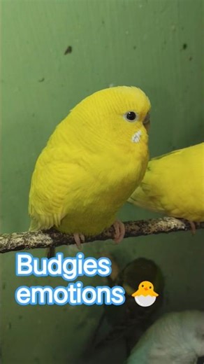 DAY_63 This song match for budgies🤣🌿 #birds #budgies #shorts #viral #trendingshorts #ytshorts #love