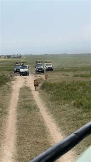 The video captures an intense and unforgettable safari moment featuring a lion and a lioness running powerfully across the savannah toward a safari vehicle during a guided game drive with Nature Path Travels. Their coordinated movement highlights the strength, agility, and natural dominance of Africa’s apex predators in their wild habitat. Witnessed at close range, this rare encounter reflects the authenticity and excitement of game drives organized by Nature Path Travels, where guests experienc