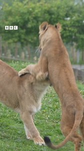 These lions were rescued from Ukraine.... and this is the moment they took their first steps in their new home | BBC Yorkshire