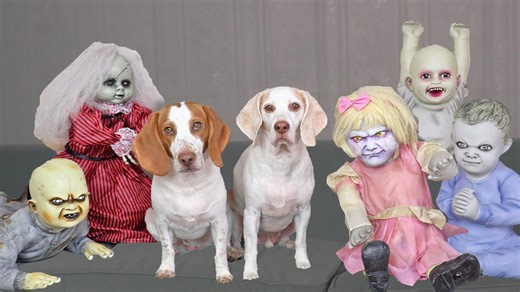 Dogs meet little zombie kids in playful daycare prank