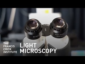 What Is Light Microscopy?