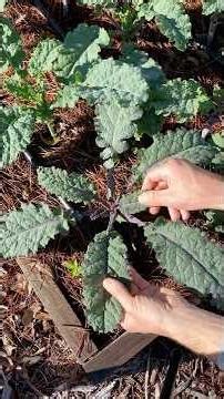 Growing Kale From Seed And Extending The Season
