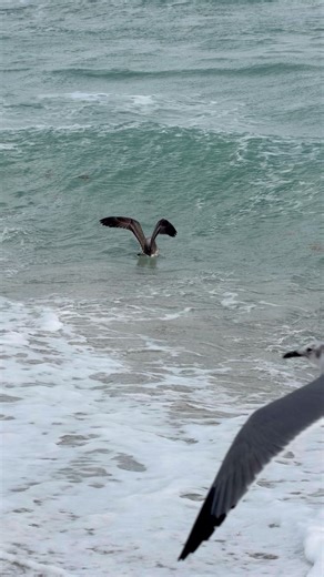 Wildlife moments at Miami Beach 🌊🕊️ Even the birds know this is paradise. #wildwonders