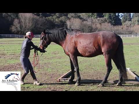 Backing Horses up, Variation Exercise