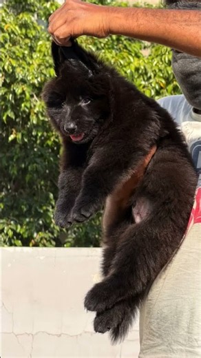 Z-Black Long Coat German Shepherd Puppy! (KCI Registered Male) 🔥