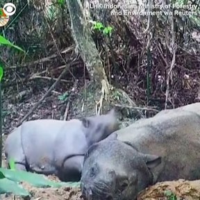 1K views · 51 reactions | RARE RHINO SPOTTING: A critically endangered baby Javan rhino was discovered on a surveillance camera in Indonesia. On Oct. 5, conservation officials made the announcement that the eight-month-old calf is believed to have been born in February and is the fourth baby of 12-year-old Kasih. The Javan rhino is the world's "most threatened" species of rhino, with only an estimated 80 in the wild, according to the World Wildlife Fund. | 10 Tampa Bay | Facebook