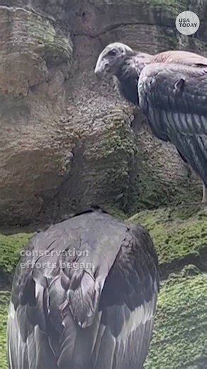 89K views · 518 reactions | California condors almost went extinct years ago. But a joint conservation program from the U.S. and Mexico saved the species. | USA TODAY | Facebook