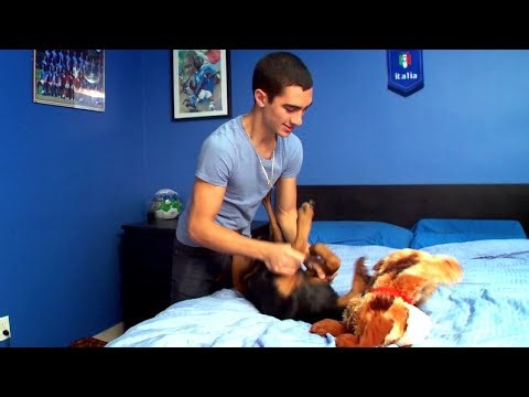 How These Adorable Pets Became Unexpected Viral Stars