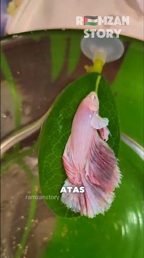 Why Do Betta Fish Like Resting on Leaves?❓️