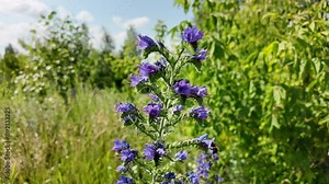 Blooming honey plant with purple blueweed flowers (Echium vulgare), bees and bumblebees collecting nectar. Selective focus.