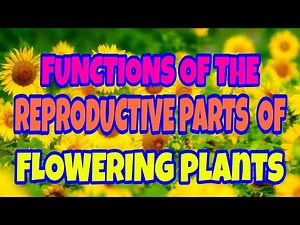 Functions of the Reproductive Parts of Flowering Plants/Angiosperms FULL VERSION