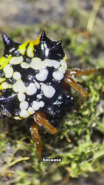 Meet the World’s Strangest Spider — The Colorful Kite Spider