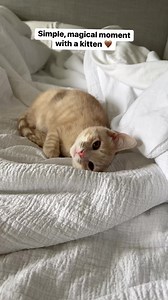 My beautiful brown eyed girl 🤎 #cat #kittens #orangekitten #bufftabby #gingercat #kitty | Nala Meets World