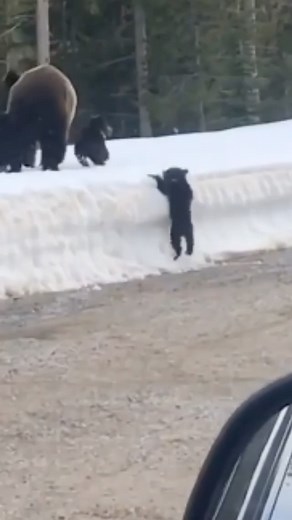Bestial Nature on Instagram: "Protective Instincts - 📹 @breezefax Did you see how momma bear here launched herself at the car though? That should tell you just about all you need to know about mothers protective instinct, let alone that of a momma bear. Triggers for this entire situation unfolding was probably the cries of the bear cub and the cars close vicinity to this family. Luckily, all parties left unharmed. 🛎 Turn on post notifications for @bestialnature 👉 Follow @bestialnature for mor