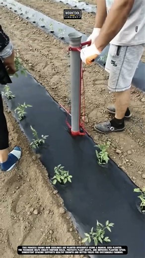 planting seedlings in farmland using work tool manual seed planter #tool #worktool