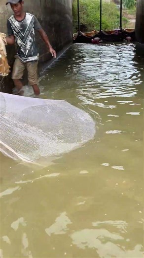 Epic Cast Net Throw! Incredible Fishing Skills #fishing #castnet #shorts #netfishing