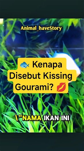 🐟 Why Are They Called Kissing Gouramis? 💋#wildlife #fish #gouramifish #unique-facts #youtubeshorts