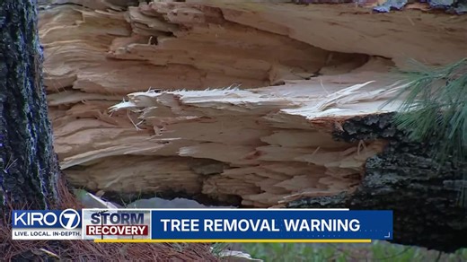 Video: Tree removal warning