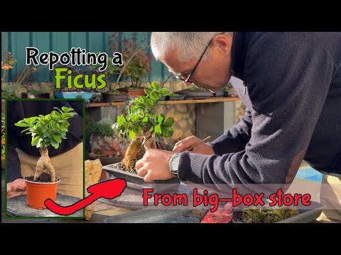 Repotting a Ficus Bonsai for the First Time | From Commercial Pot to Real Bonsai Pot