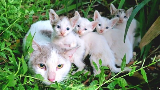 204K views · 13K reactions | A random turn took me somewhere I’ll never forget — where 5 tiny hearts were waiting | Hearts for Paws | Facebook