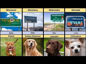Most POPULAR Dog Names and Breeds in Every U.S. State (2025)