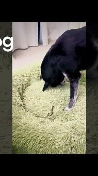 Dog Buries Bones in His Dog Bed || ViralHog