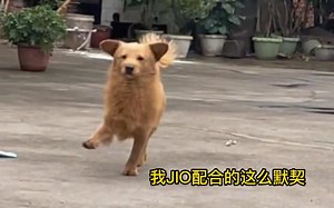 《嗨！小狗，你走路順拐了，你知道嗎~~~》_哔哩哔哩_bilibili