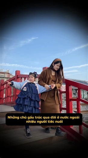 Những chú gấu trúc không kịp trở về quê hương #mimixinhxan #shorts