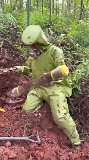 How We Removed a Giant Hornet Colony Hidden #omesafety #wildlifeeducation