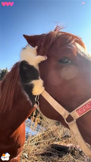 Adorable Friendship Between Horse and Cat