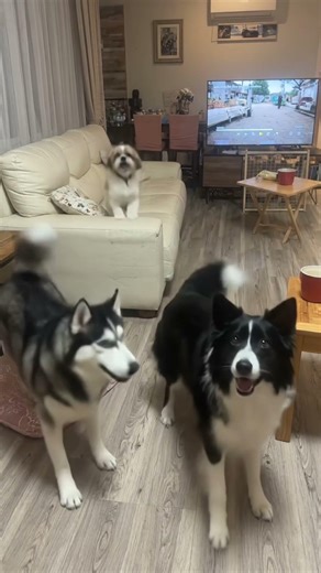 Bunch dogs are really happy lol