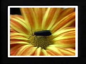 Kodak Video Programs: Exploring Photography Prize-Winning Pictures