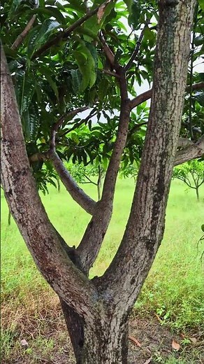 White Fungus on Mango Tree? Here’s the Fix