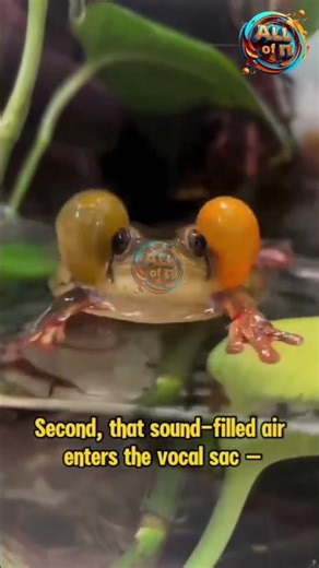 The Balloon Frog 🐸 #frog #shorts #storytelling #animalfacts #allofit