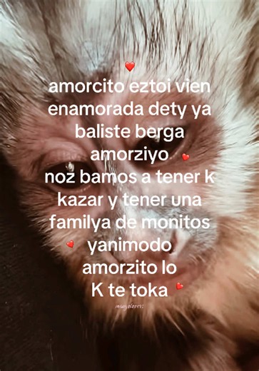 “amorcito eztoi vien enanorada dety ya baliste berga amorziyo noz bamos a tener k kazar y tener una familya de monitos yanimodo amorzito lo K te toka” #changuitos🐒🐵 #videosparaparejas💘✨⭐️ #fyp #ponmeenparatitiktok #_mangolovers_