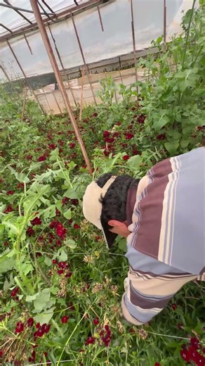 Greenhouse cleaning: from start to finish. #shorts #beforeandafter #gardening