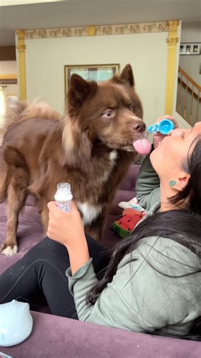 106K views · 1.7K reactions | first time experiencing ✨bubbles✨ . don’t worry these are edible & flavored bubbles safe for kids and dogs! . . #dogs #husky #dogvideos #bubbles #dogsvsbubbles #dogsplaying #siberianhusky | Kovu | Facebook