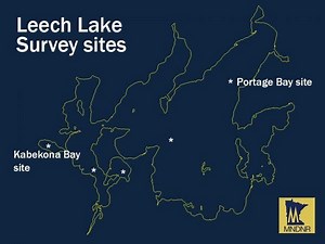 Bad News: DNR Confirms Zebra Mussels in another Minnesota Lake