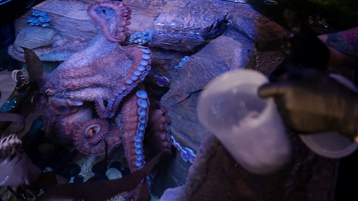 A look behind the scenes of The Bailey-Matthews National Shell Museum & Aquarium