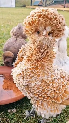 4.1M views · 67K reactions | Chickens showcase impressive visual beauty.#chicken #chickenfarm | Thida Clips | Facebook