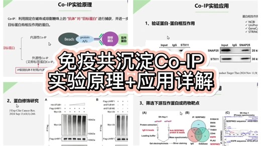 【新手必看❗免疫共沉淀Co-IP实验原理 应用解析】—辉骏生物