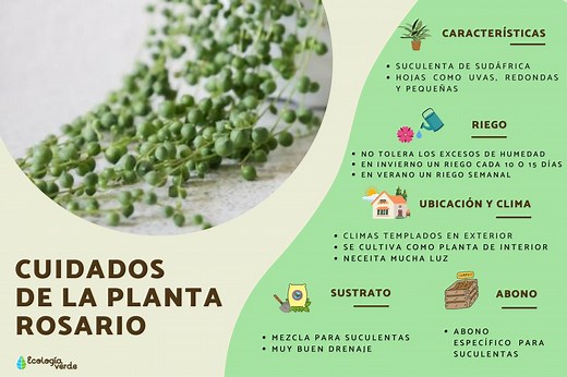 Planta rosario o Senecio rowleyanus: cuidados - Guía completa